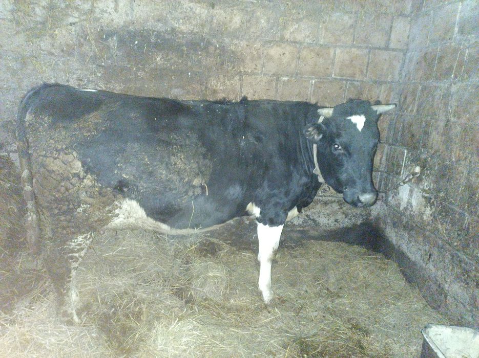 Jałówka Wysokocielna