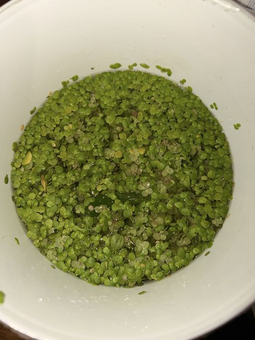 Duckweed e frogbit