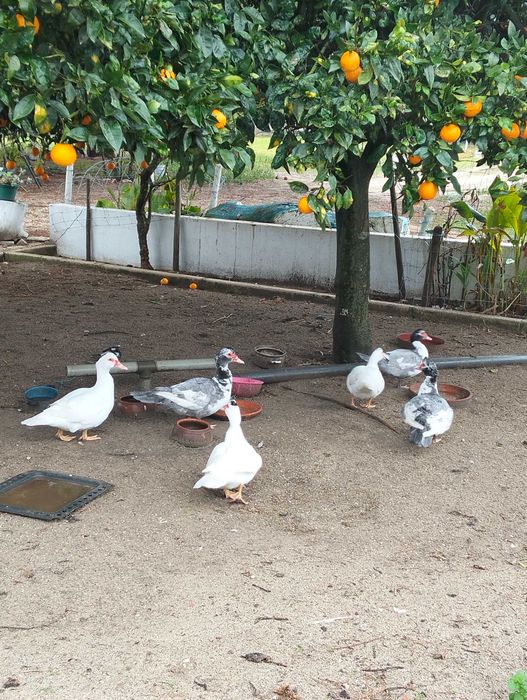 Casal patos mudos