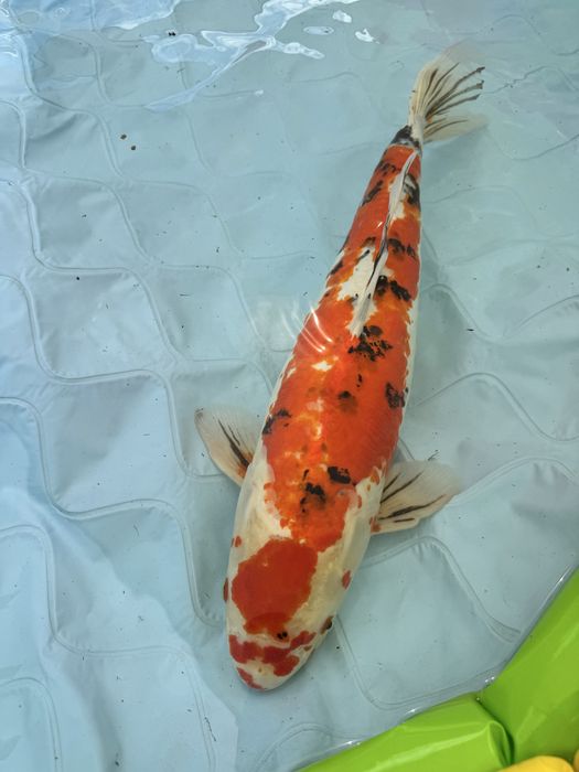 Carpa loi sanke 65/70cm