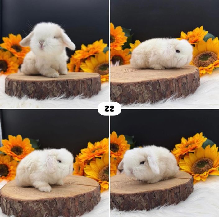 Króliki Mini Lop