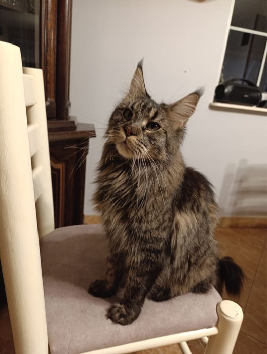Kotka Maine Coon