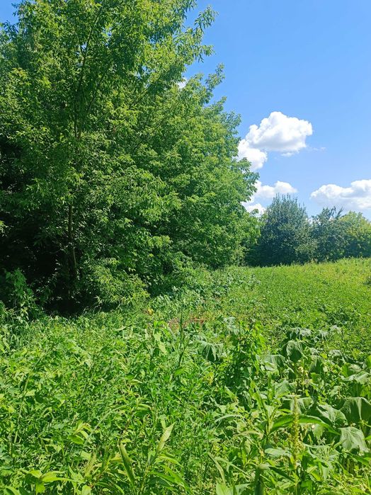 Продаю земельну ділянку в Броварському районі, с. Пухівка