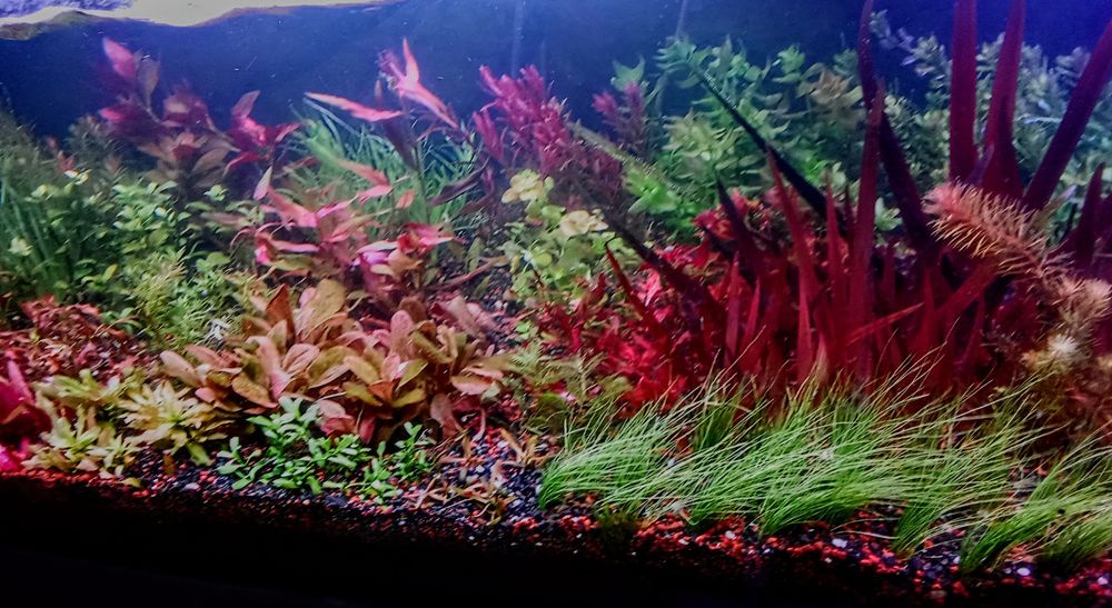 Pakiet roślin akwariowych