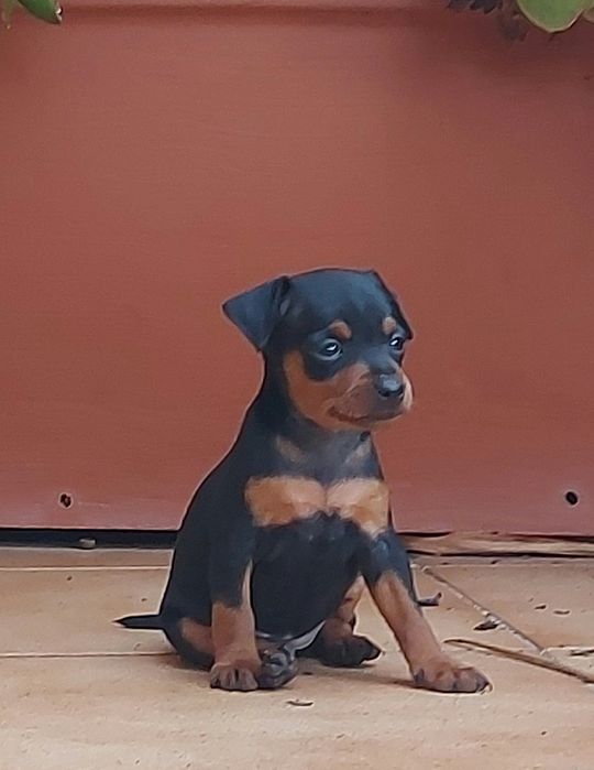 Pinscher miniatura