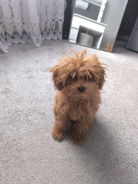 Міні той пудель хлопчик вязка