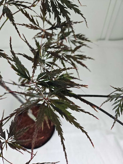 Klon palmowy Firecracker 70cm C3 ozdobne drzewko + nawóz gratis