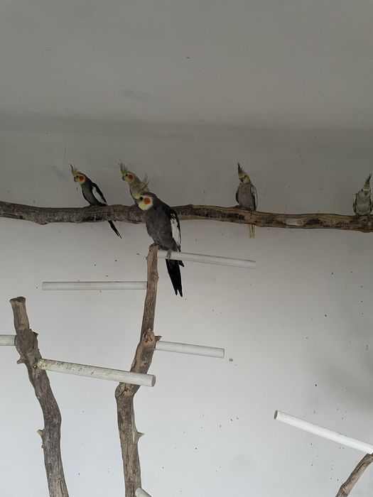 Casais de Caturras