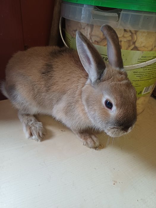 Sprzedam króliczka miniaturkę samiczka