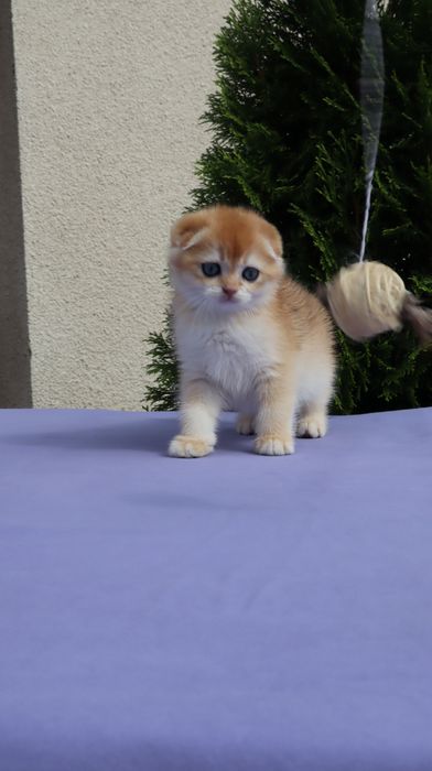 Шикарний хлопчик Scottish fold