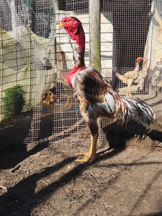 Ovos e Pintos Polaco Gigante