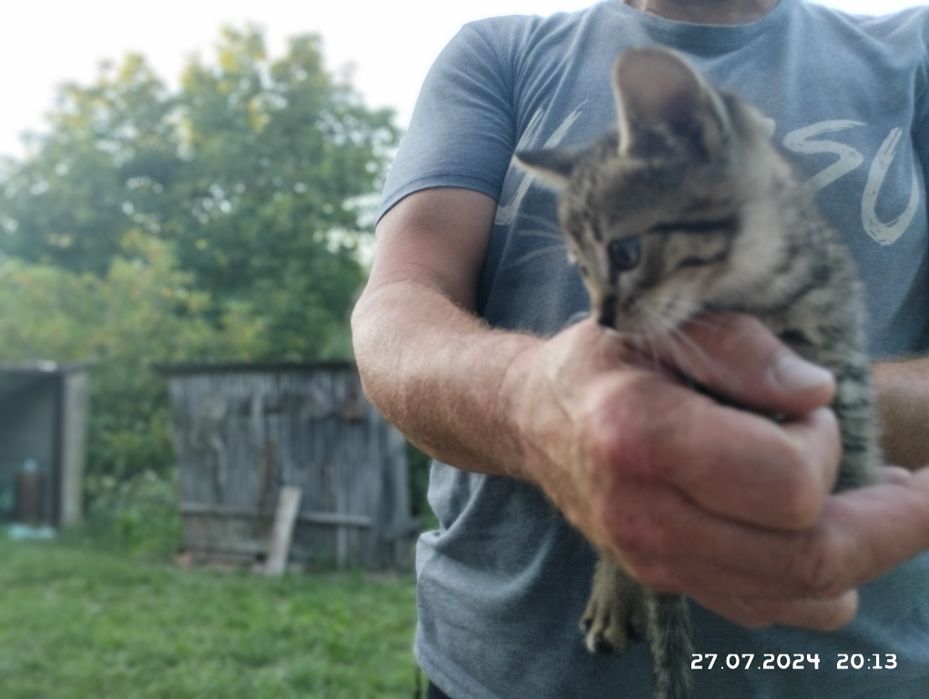 3 кота в добрі руки