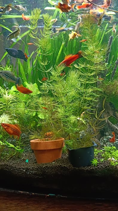 Witam sprzedam rogatka