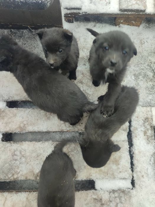 Цуценя щенка собака