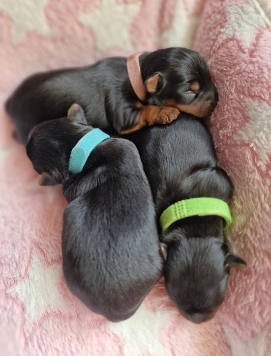 Yorkshire terrier piesek gotowy