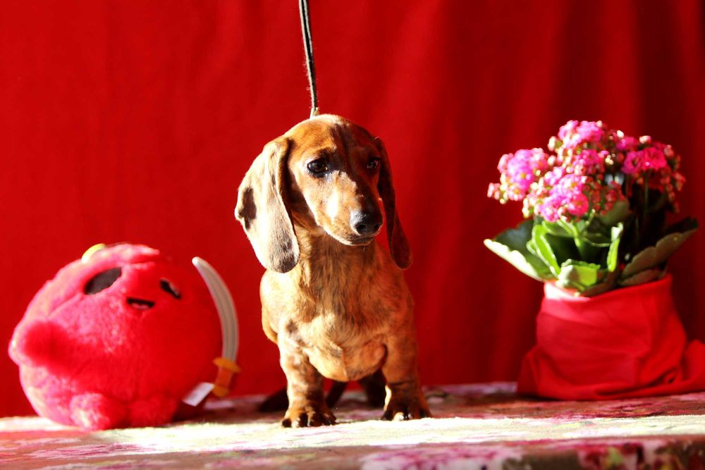 Jamnik króliczy krótkowłosy ZKwP/FCI cudny ALFIŚ