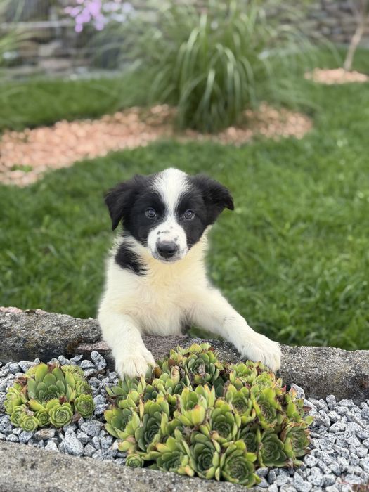 Czarno biała suczka border collie