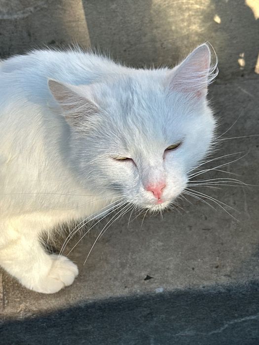 Білий котик у добрі руки