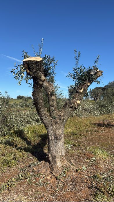 Oliveiras centenarias