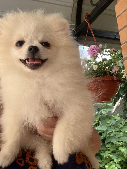 Дівчинка помераночка КСУ Киів