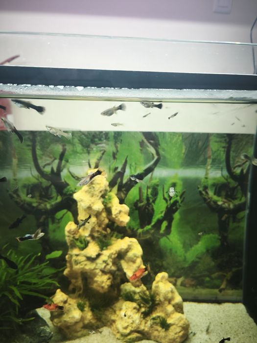 Peixe Ornamental  Guppy (Sortido)