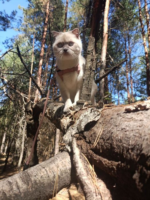 Продам шотландських котят окрас колор -пойнт