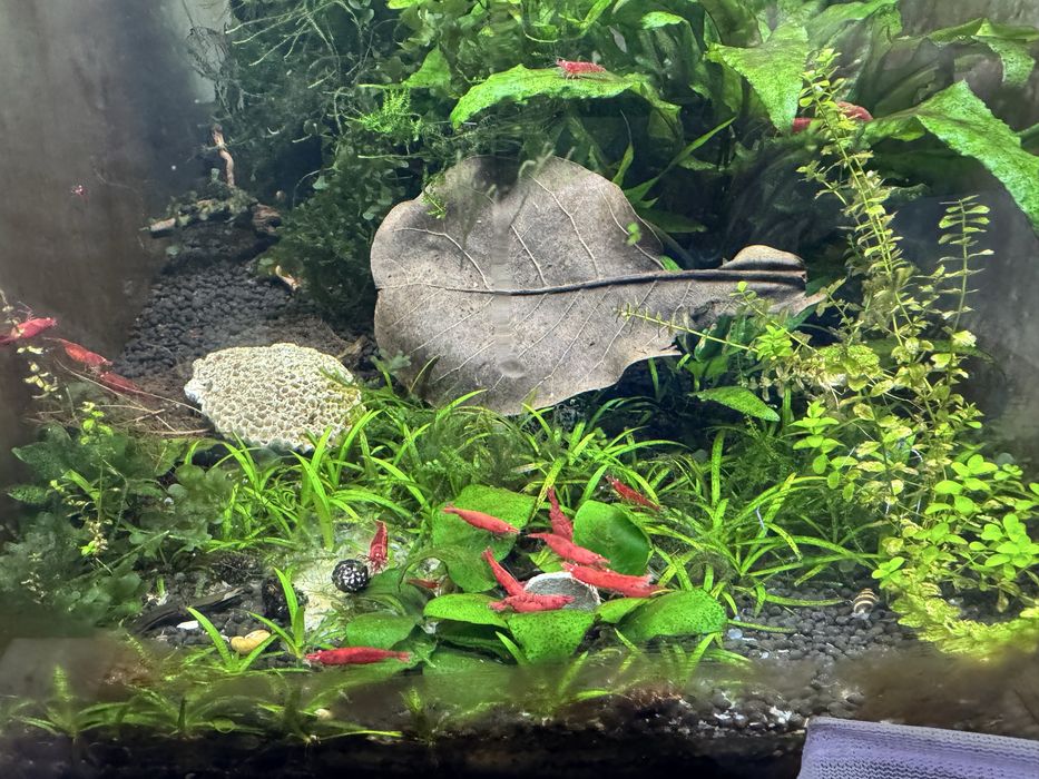 Promoção Quantidades - Neocaridina Red Demon (Orange Eyes) – Raros
