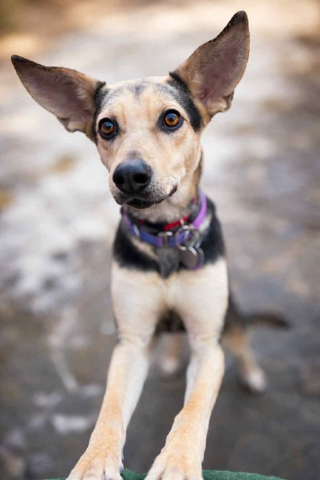 Suczka Latina do adopcji