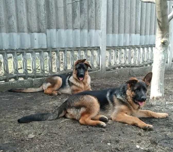 Німецька вівчарка