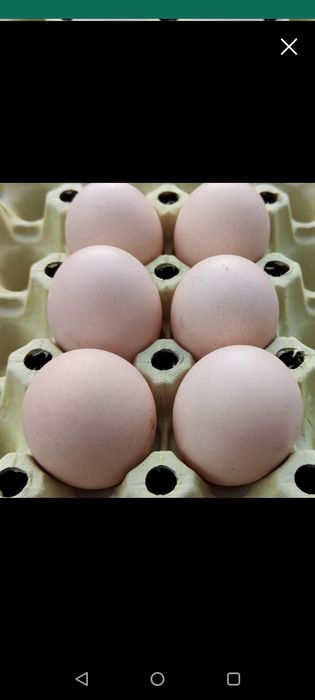 Jaja lęgowe wyaendotte srebrnołuskowanej