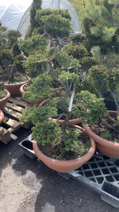 Bonsai jałowiec/cis/ostrokrzew/sosna / drzewa formowane / niwaki / bonsai niskie ceny / dostawa /