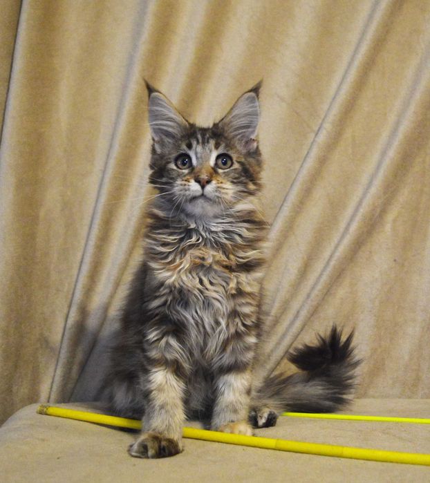 Дівчинка з відомого розплідника Bartalameo Акційна ціна