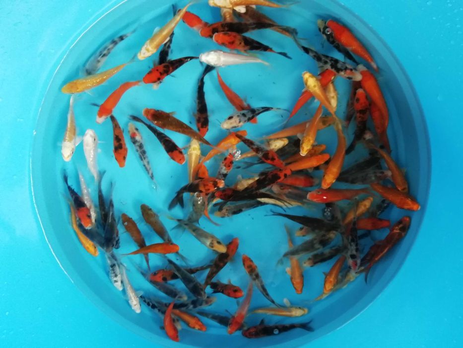 Carpas koi de 7 a 9 cm, faço envios ou entregas