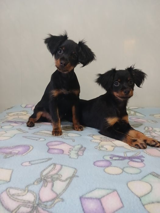 Цена снижена 2 девочкт