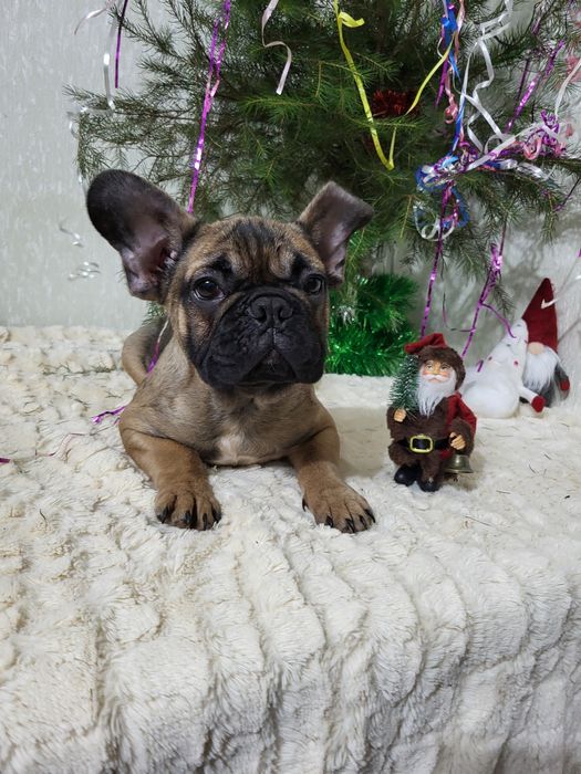 Французький бульдог