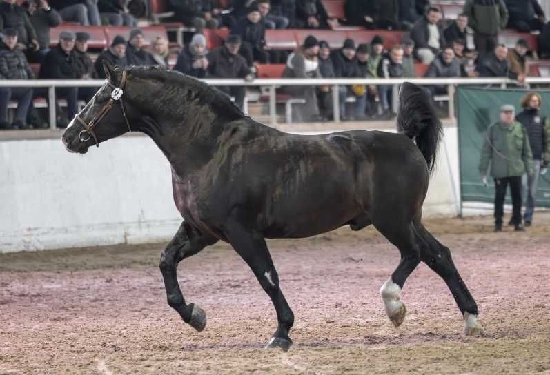 Ogier śląski Rik Stanówka