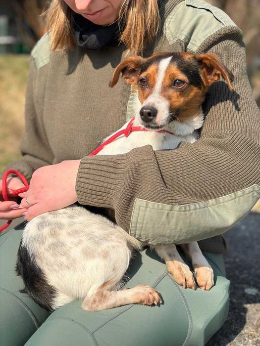097100 Archie do adopcji.