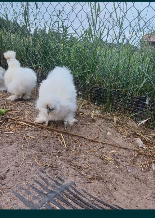 Koguty silki ozdobne