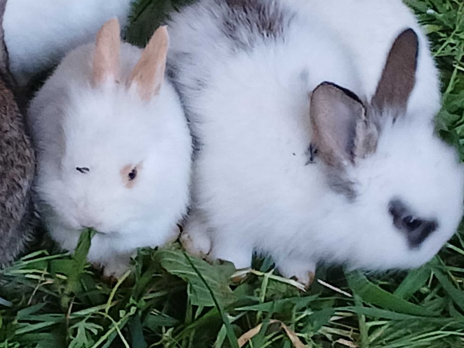 Coelhos lindos anões