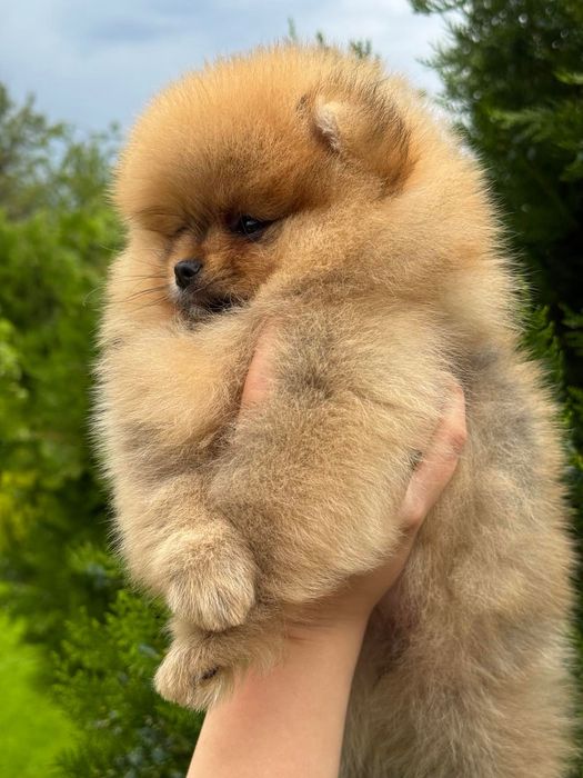 Померанський шпіц