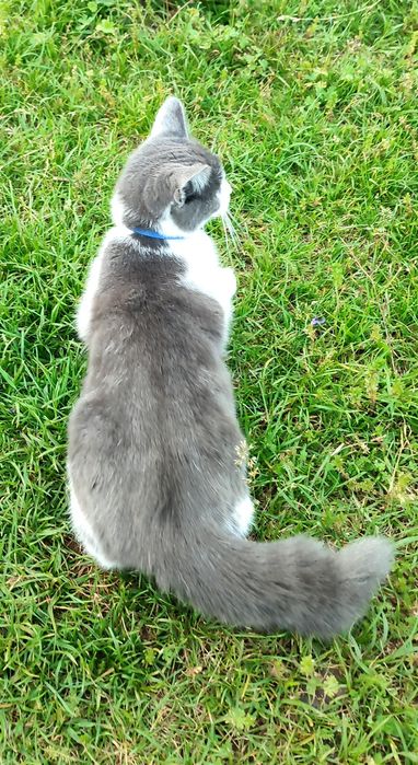 Стерилізована киця шукає домівку