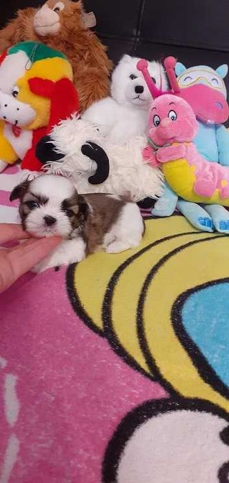 Przepiękny  piesek shih tzu-tricolor..