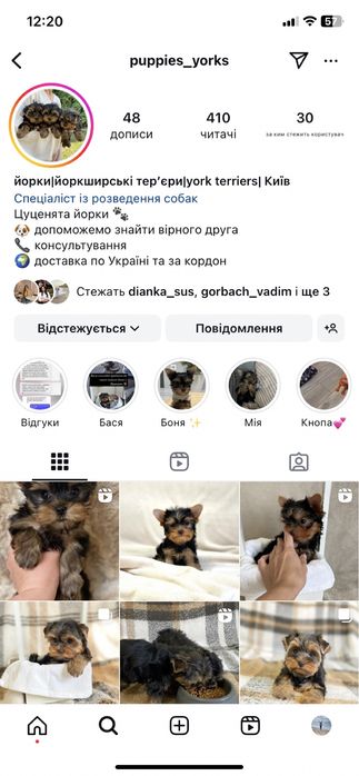 Милі цуцики йорки