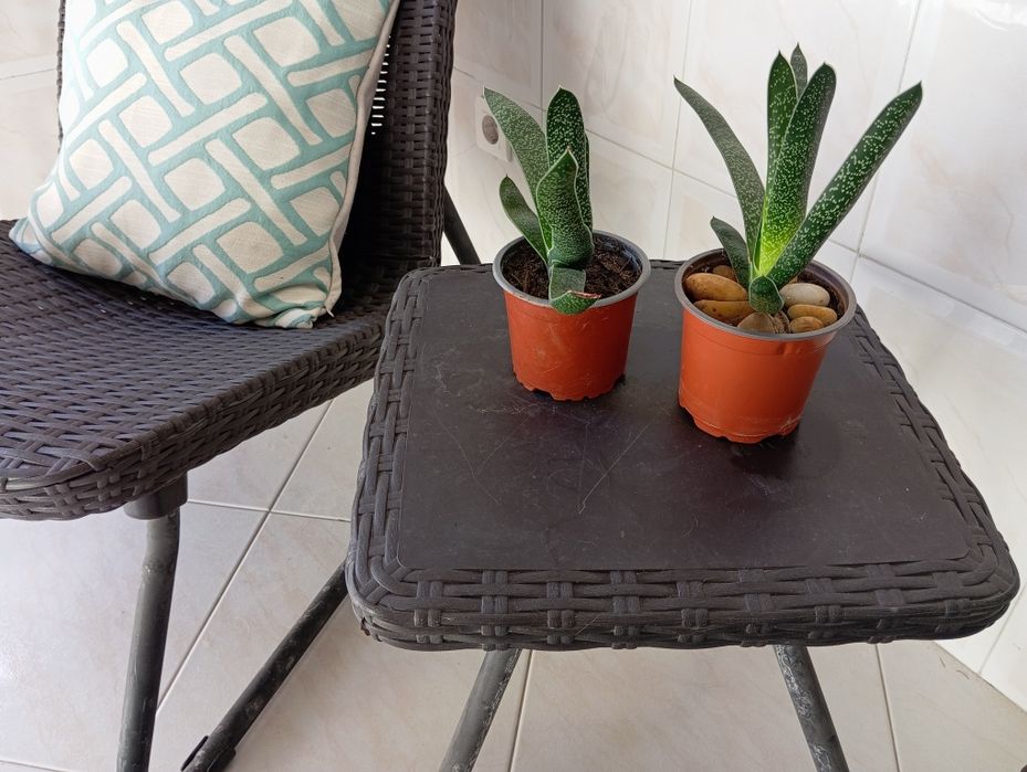 Conjunto de jardim