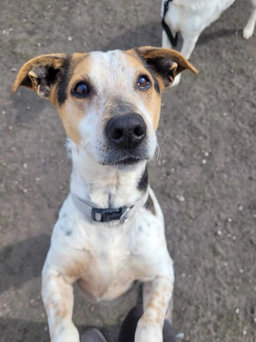 Hortex-psiak o wyjatkowym umaszczeniu szuka domu!