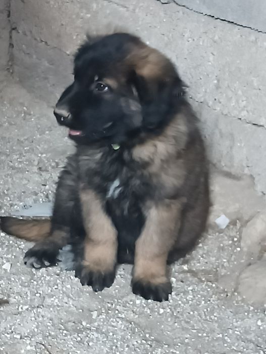 Cachorro serra da estrela