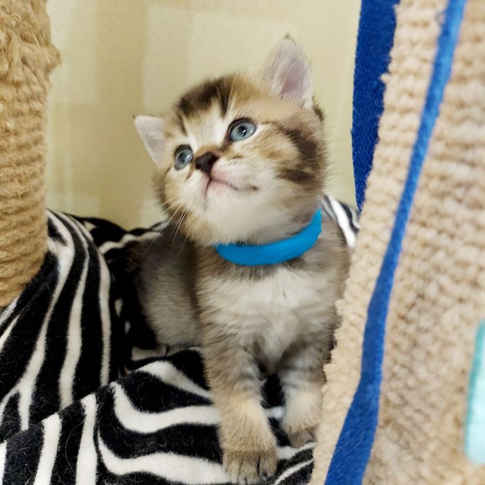 Золота Шиншила  дівчатка та хлопчики