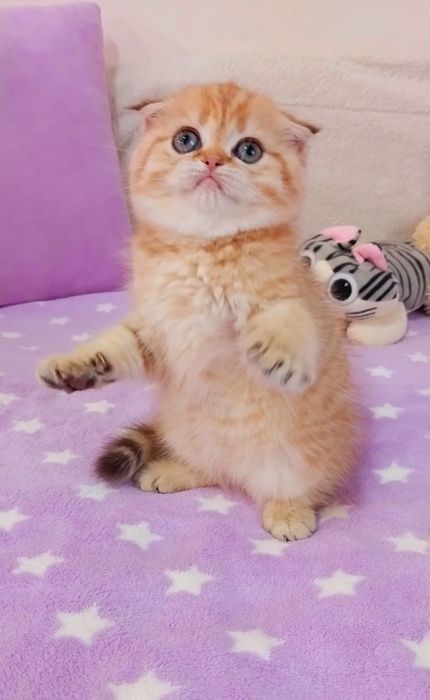 Чудо маленьке дівчинка мілашка шотландочка