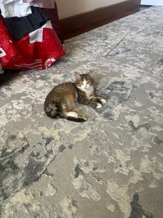 Кошеня мініатюрних розміріа