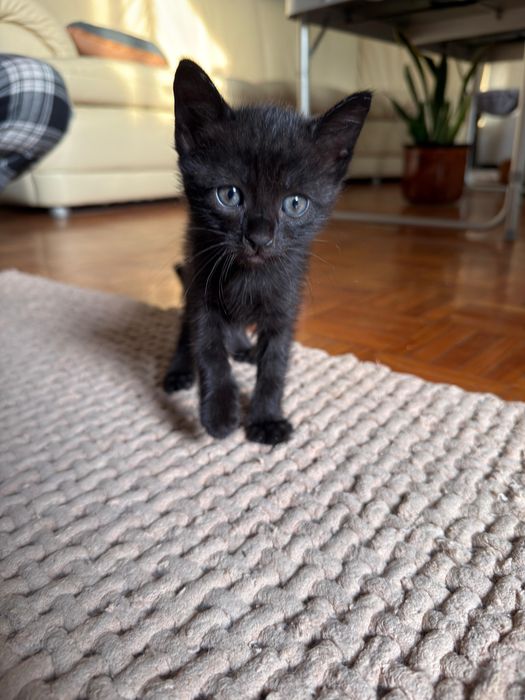 Gatinhos para adoçao